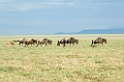 Ndutu Gnu vandring01